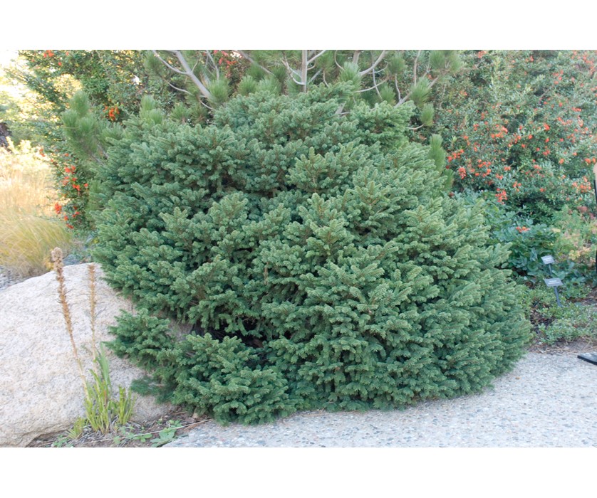 Birds Nest Spruce